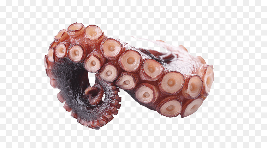 Pulpo， PNG