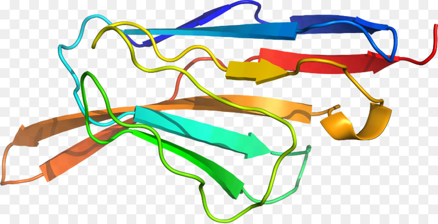 Estructura De La Proteína，Biología PNG