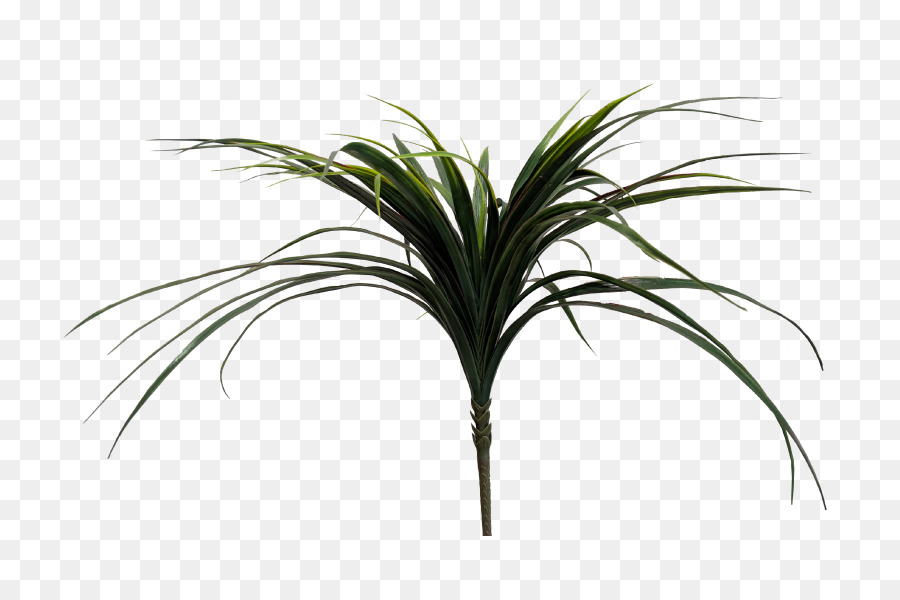 Arecaceae，Grasos PNG