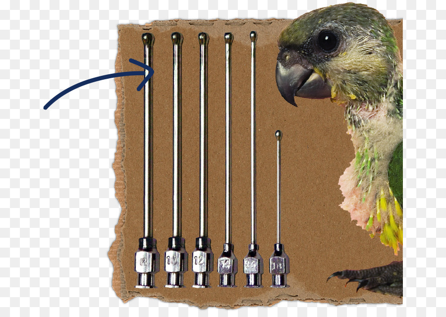 Aves，Parakeet PNG