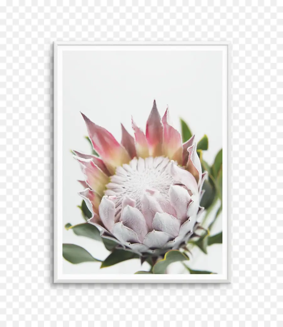 King Protea，Estantería PNG