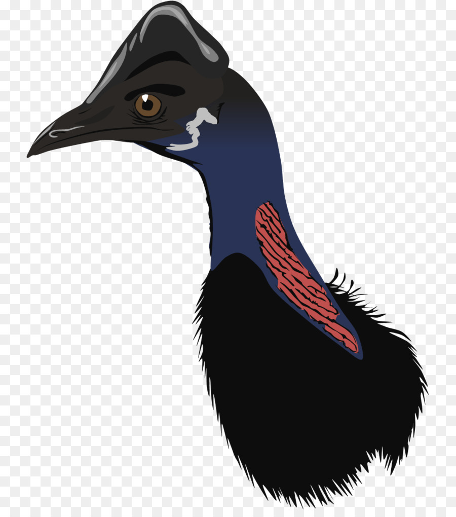 Pico，Aves PNG