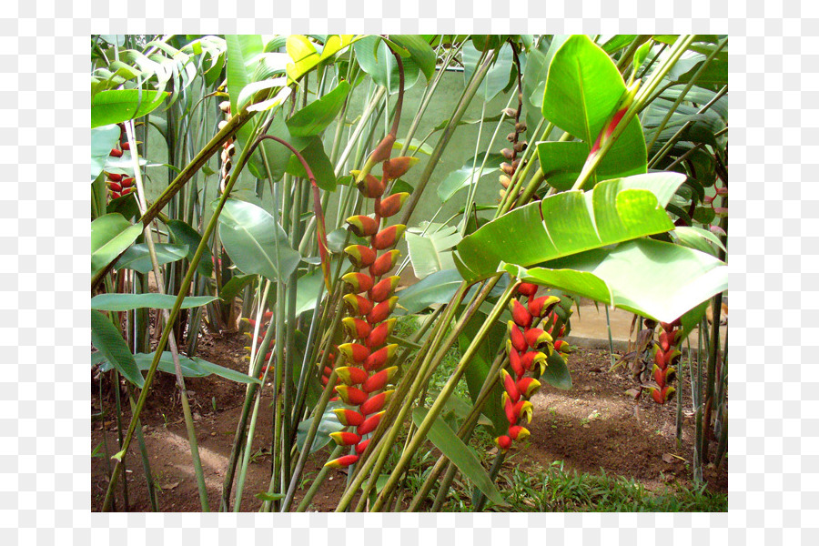 Lobsterclaws，Árbol PNG