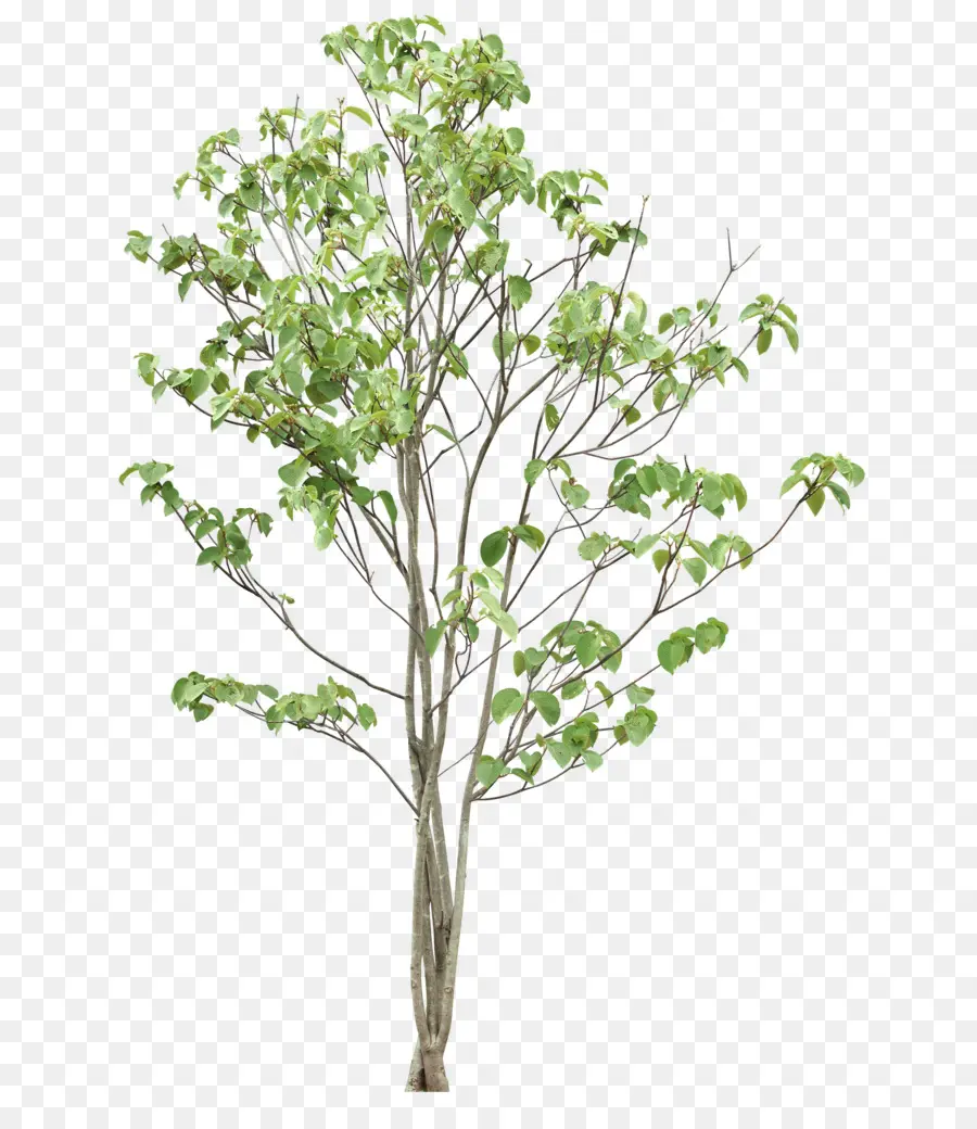 árbol，Planta PNG