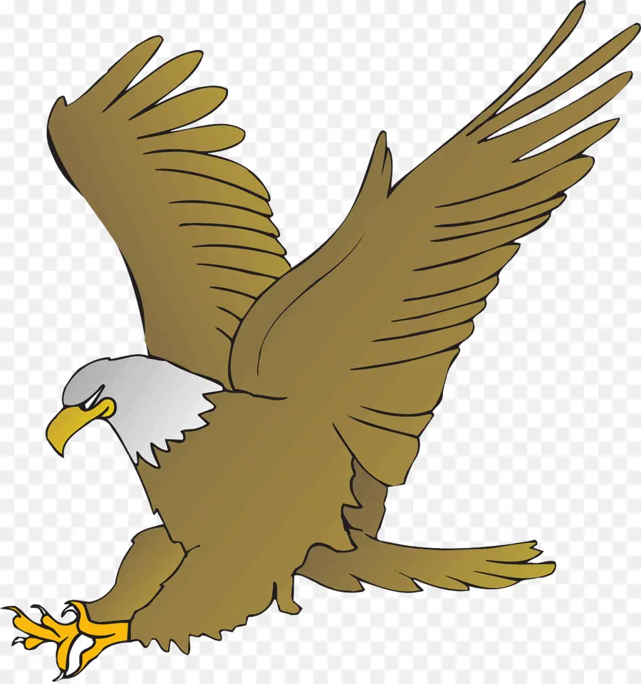 águila Calva，águila PNG