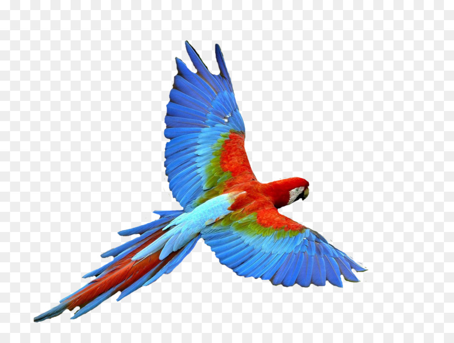 Loro，Aves PNG