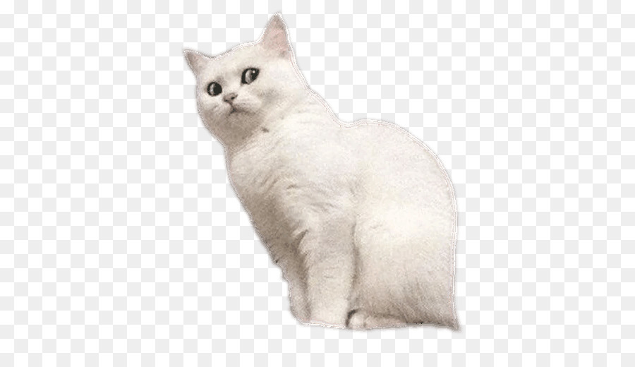 Gatito，Gato PNG