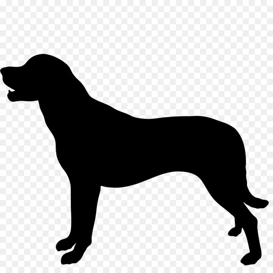 Labrador Retriever，Caballo Arabe PNG