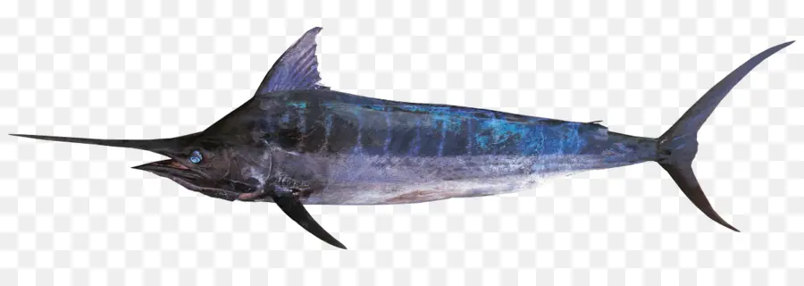 El Pez Espada，Los Peces óseos PNG