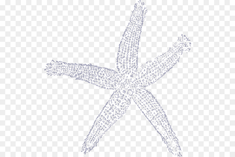 Estrella De Mar，Marina PNG