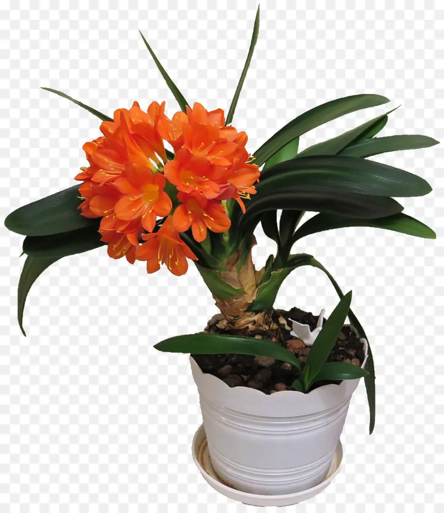 Flor De Naranja，En Conserva PNG