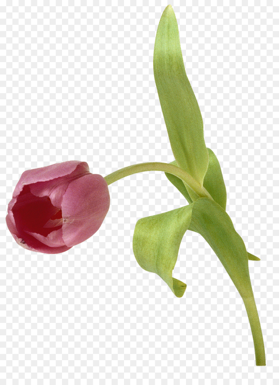 Tulipán，Planta PNG