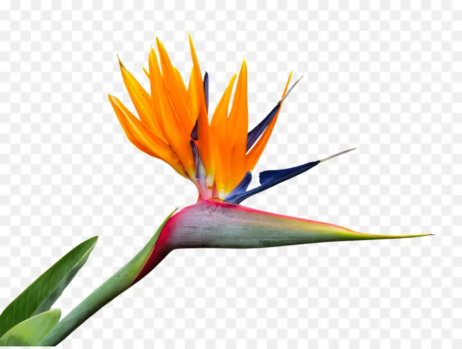 El Ave Del Paraíso De La Flor，Strelitzia Nicolai PNG