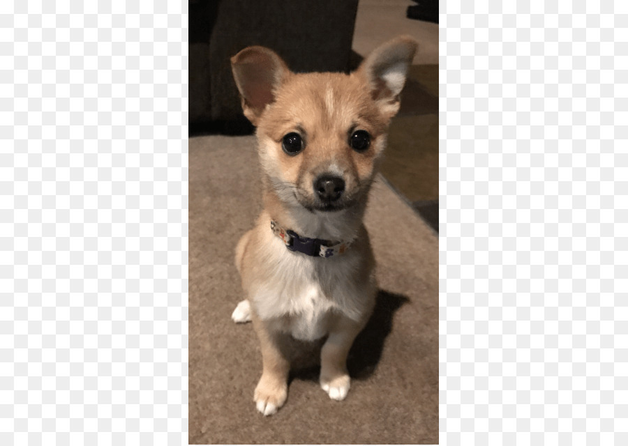 Chihuahua，Corgichihuahua PNG