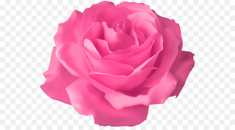 Rosa Rosa，Florecer PNG