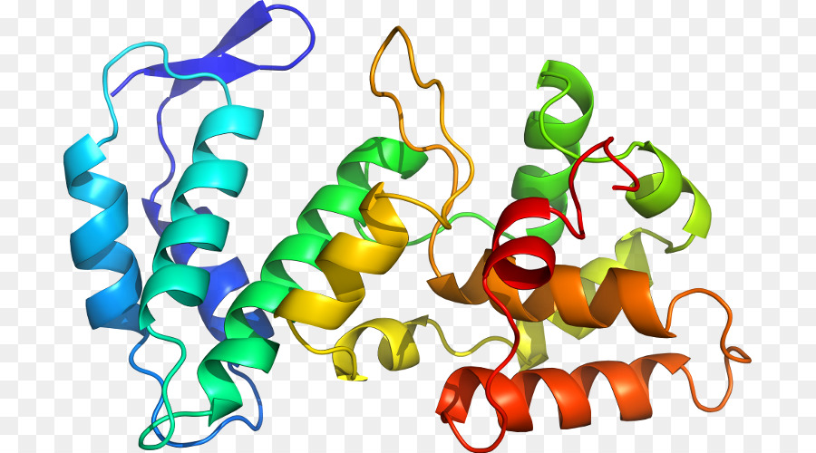 Estructura De La Proteína，Molécula PNG