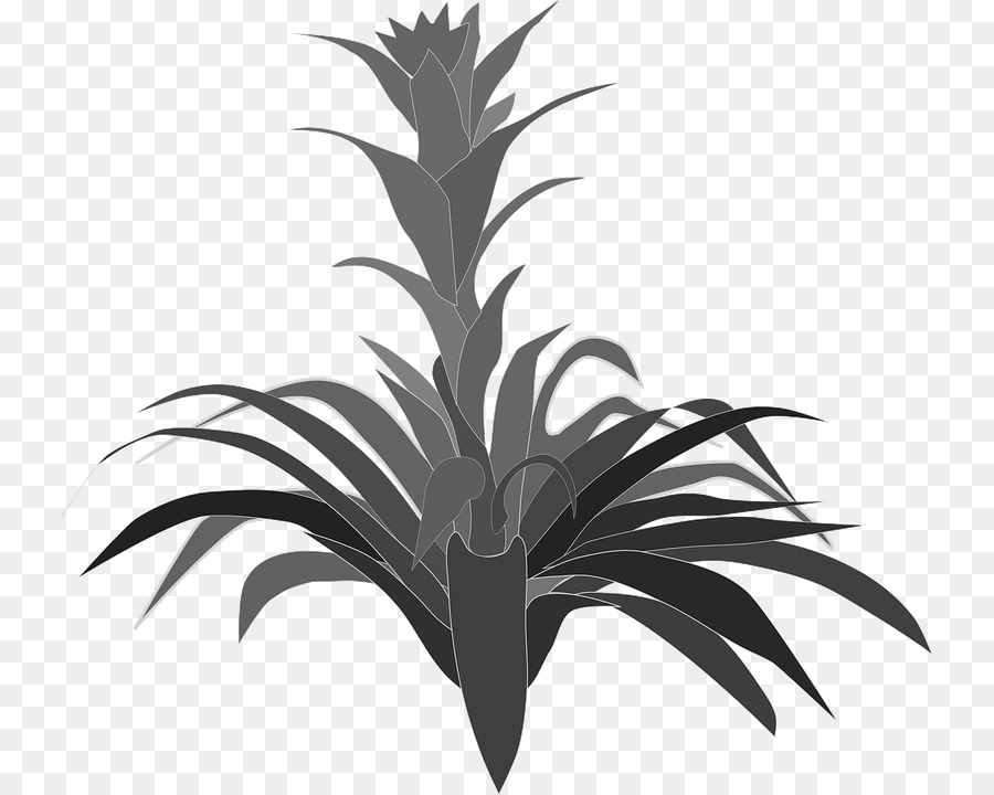 Bromelia，Aechmea PNG