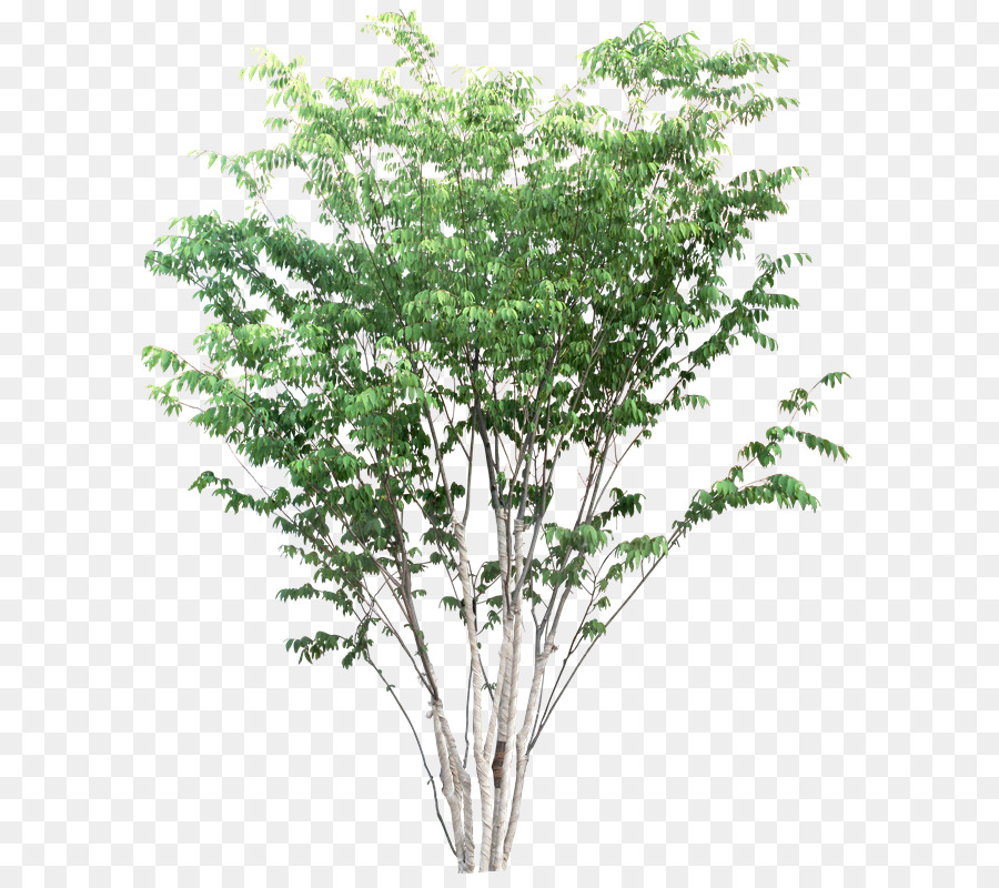 Árbol，Planta PNG