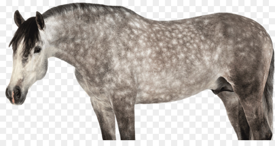 Caballo Andaluz，Melena PNG