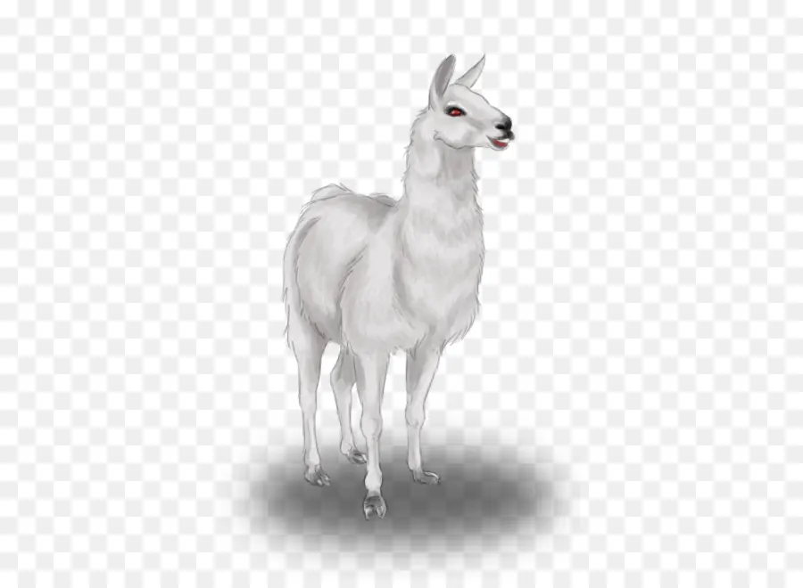 Llama，Dibujo PNG