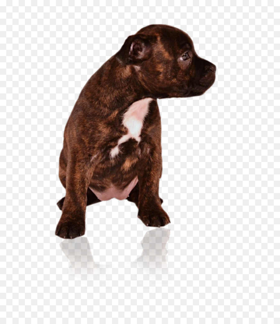 American Pit Bull Terrier，Staffordshire Bull Terrier PNG