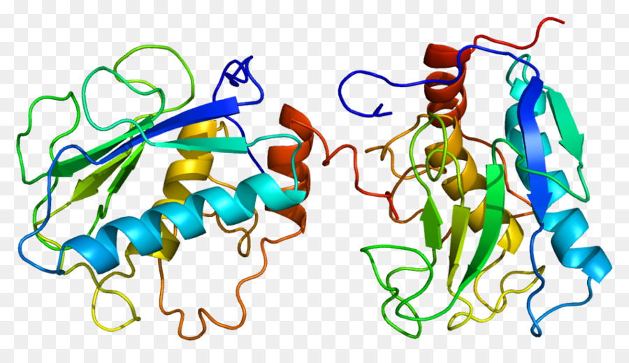 Estromelisina 1，Metaloproteinasa De La Matriz PNG