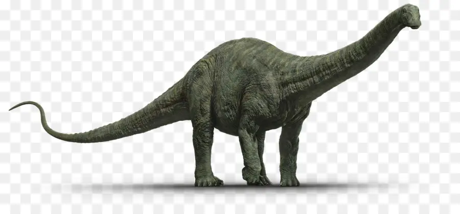 Apatosauro，Tyrannosaurus PNG