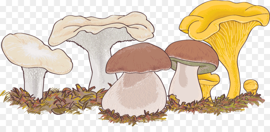 Hongos，Bosque PNG