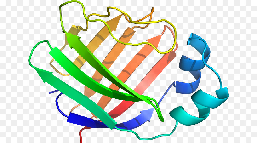 Estructura De La Proteína，Biología PNG