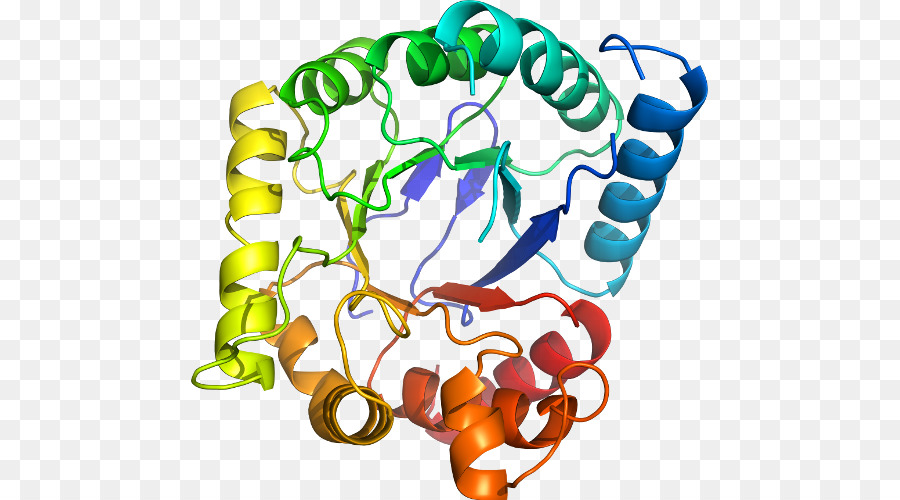 El Cuerpo De La Joyería，Organismo PNG