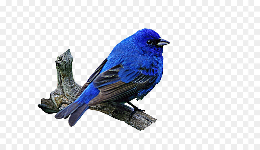 Pájaro Azul，Plumas PNG