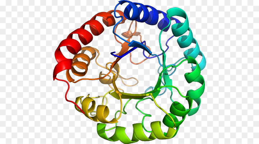 Estructura De La Proteína，Biología PNG