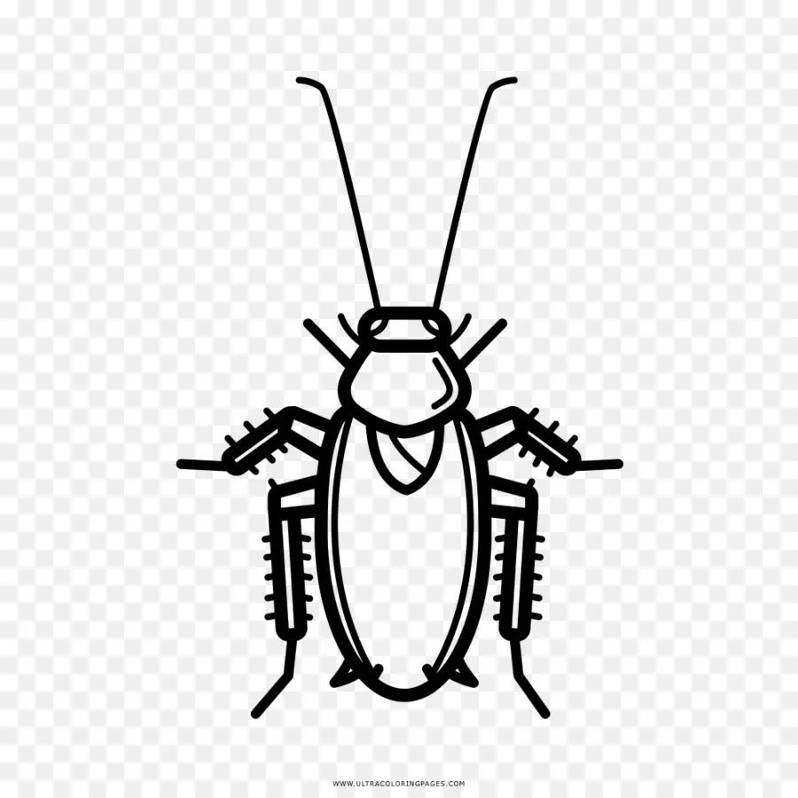 Cucaracha，Dibujo PNG