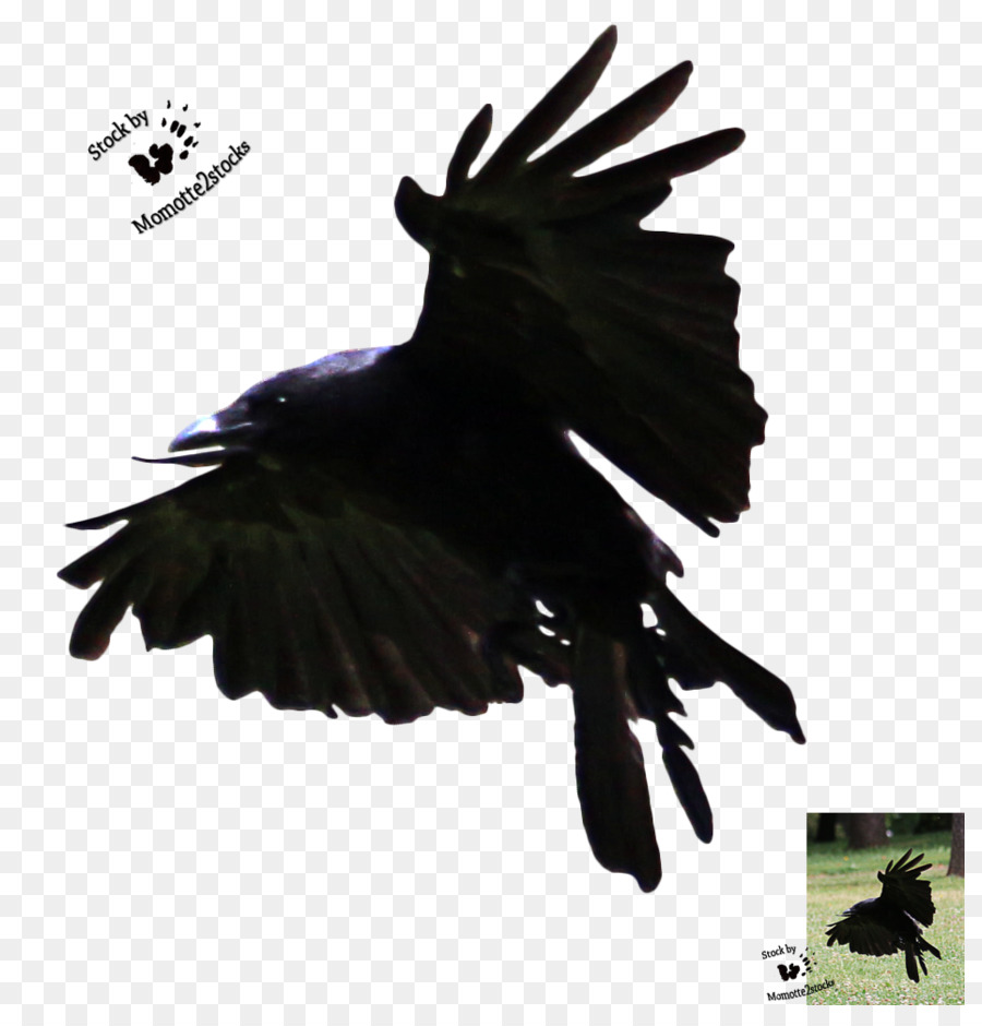 American Cuervo，Aves PNG