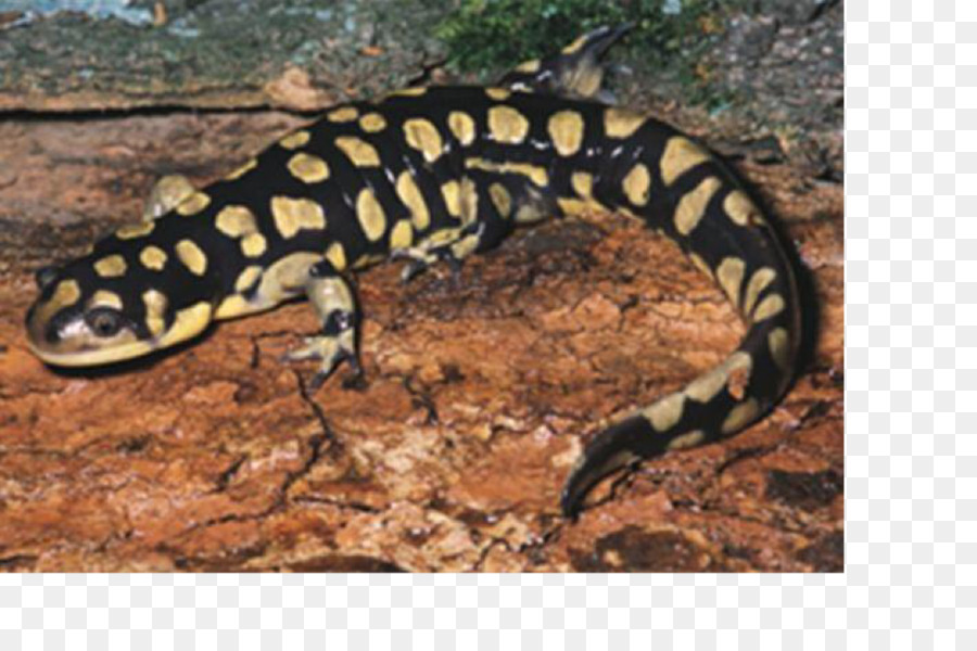 Salamandra，Newt PNG