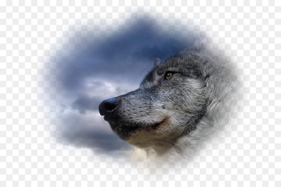 Cara De Lobo，Lobo PNG