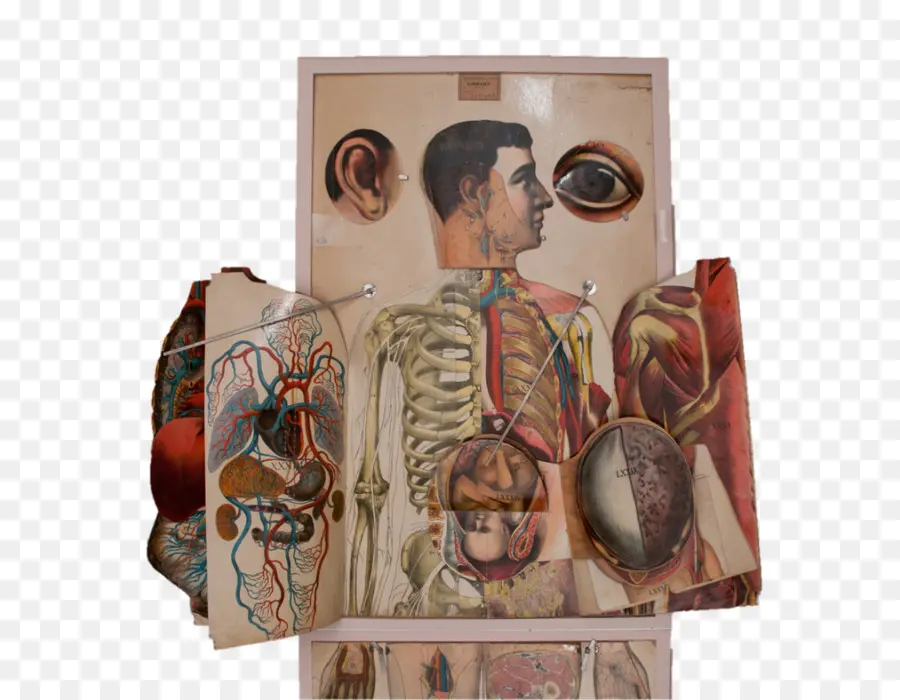 Tabla De Anatomía，Anatomía PNG