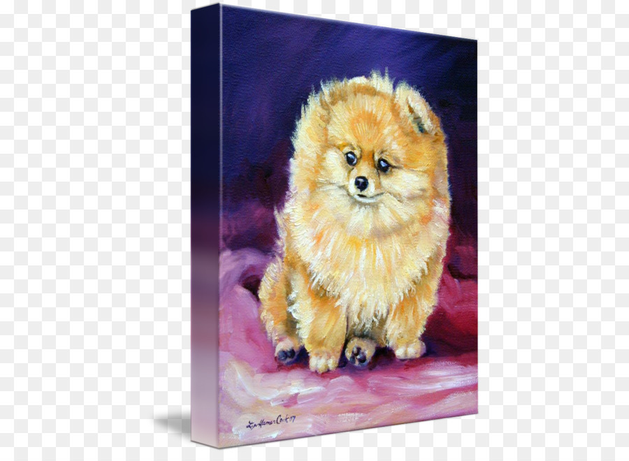 German Spitz Pequeño，Pomerania PNG