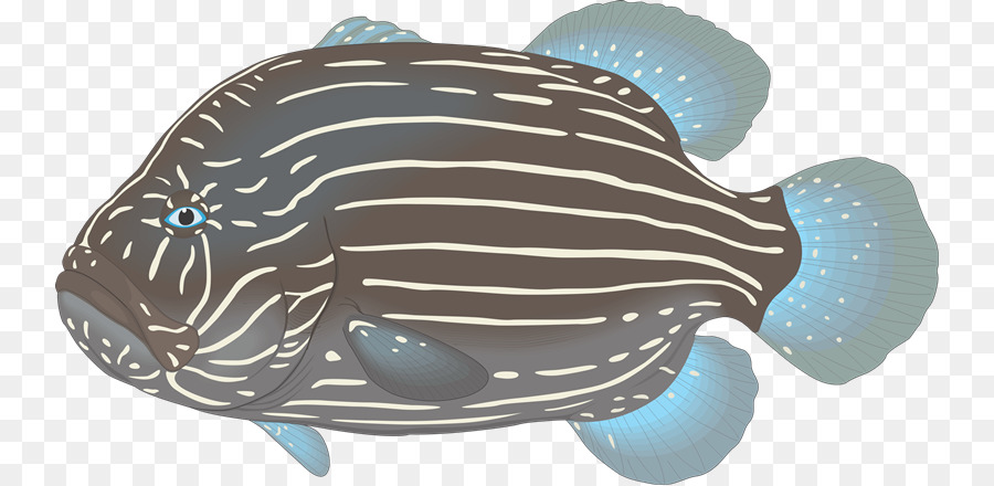 Acuario，Pez PNG