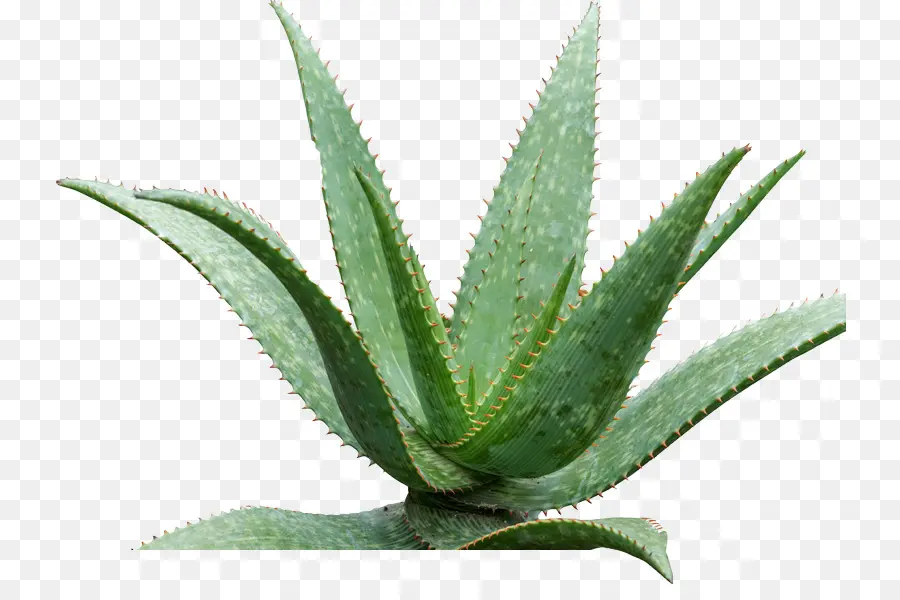 Aloe Vera，La Reina Victoria De Agave PNG