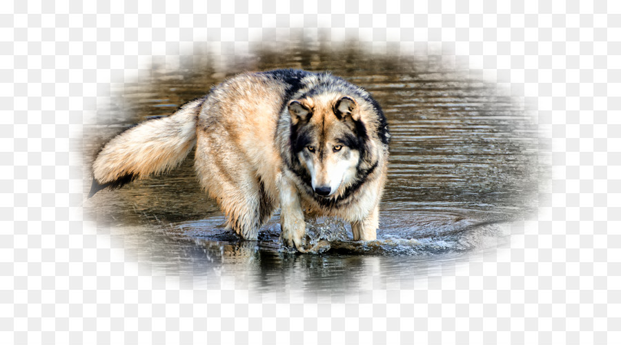 Lobo Gris，Fondo De Escritorio PNG