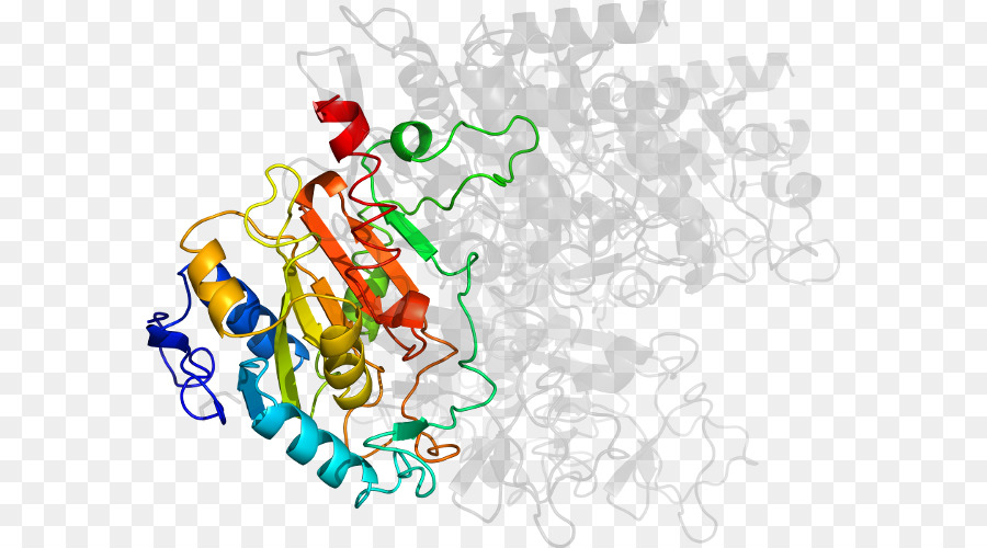 Estructura Proteica，Molécula PNG