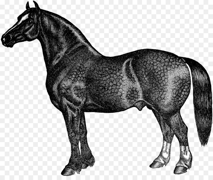 Caballo，Bosquejo PNG