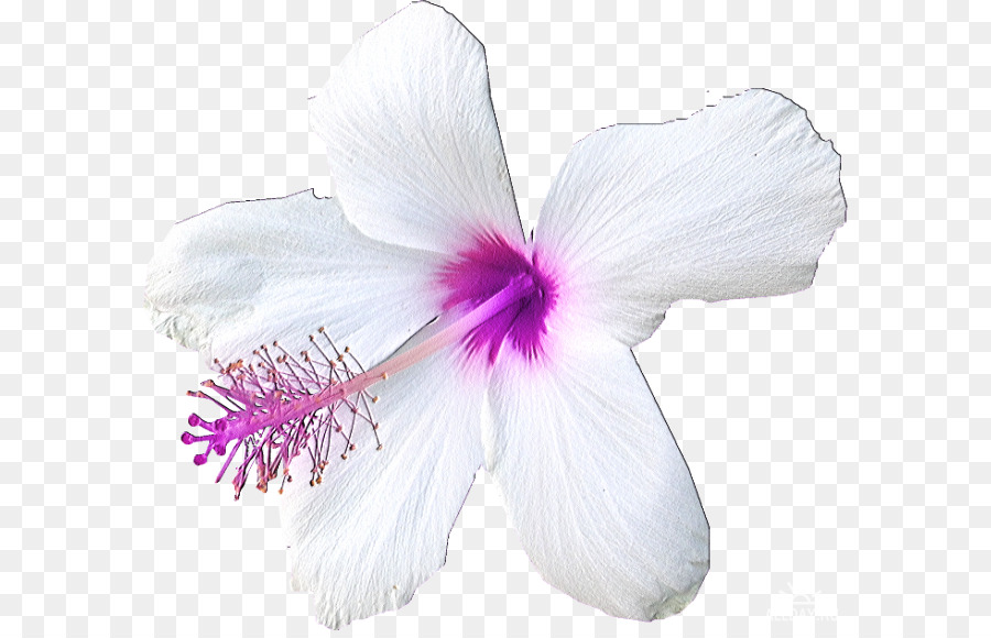 Flor，Pintura PNG