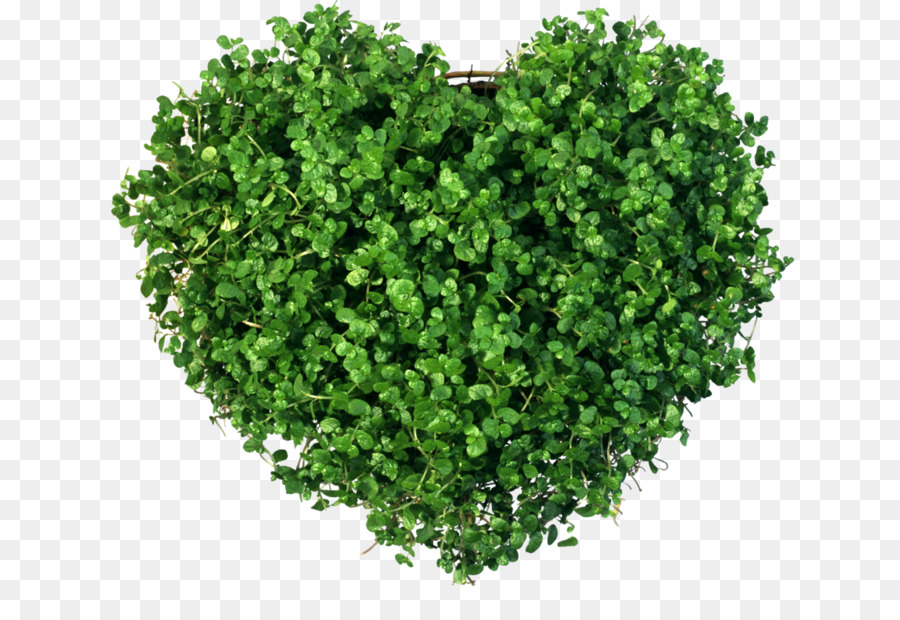 Planta En Forma De Corazón，Verde PNG