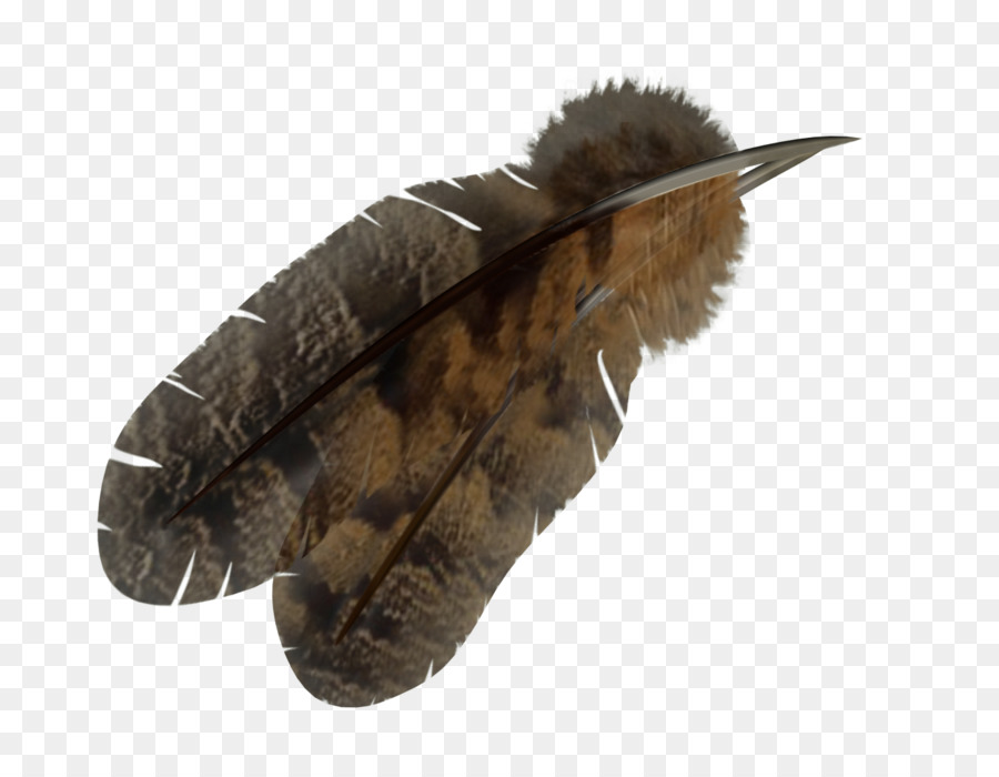 Pluma，Aves PNG