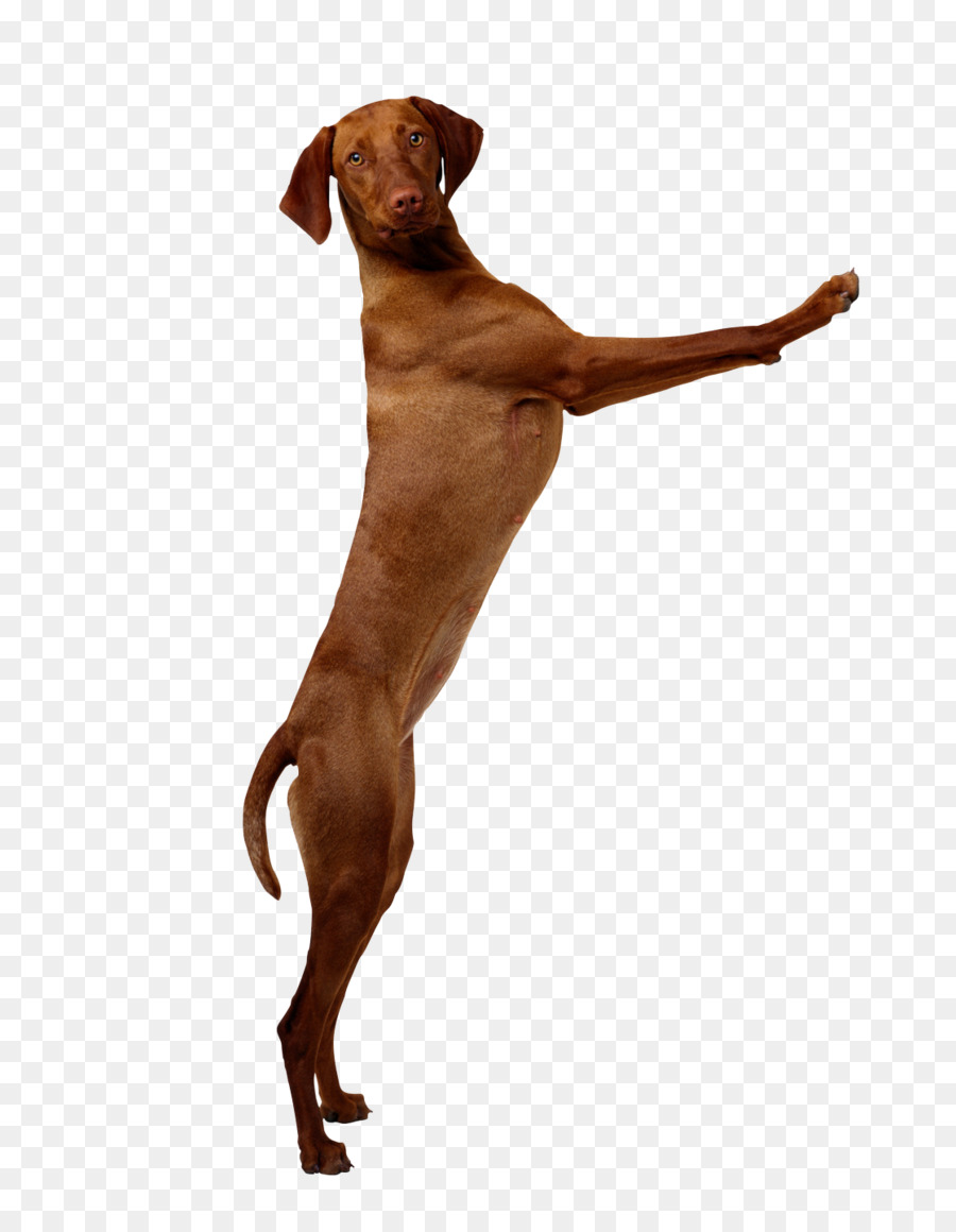 Vizsla，Cuidado De Mascotas PNG