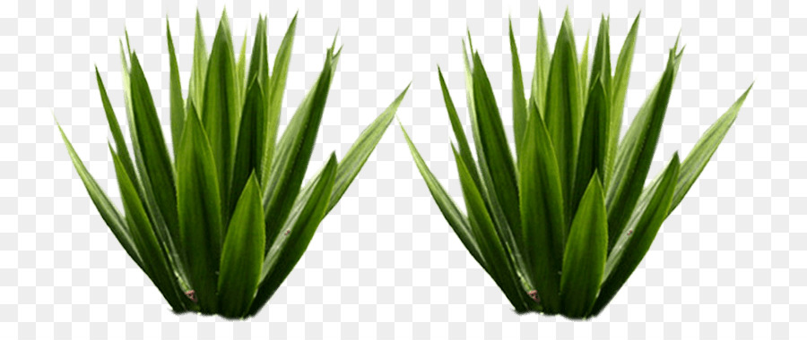 Plantas，Verde PNG