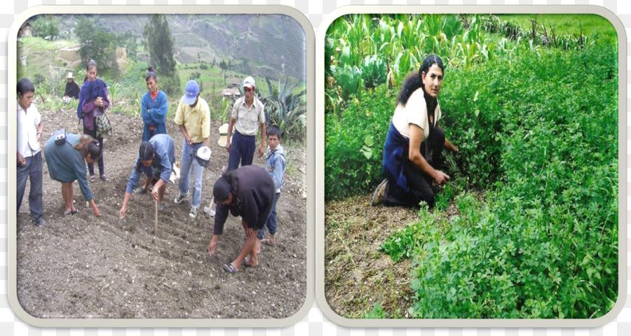 Chota Perú，Caritas Internationalis PNG