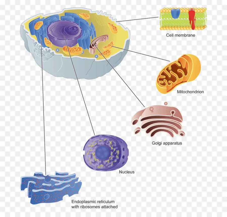 Aparato De Golgi，Celular PNG